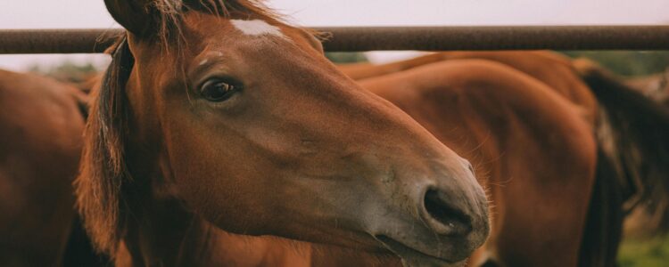 The Real Cost of Horseback Riding: Understanding the Expenses