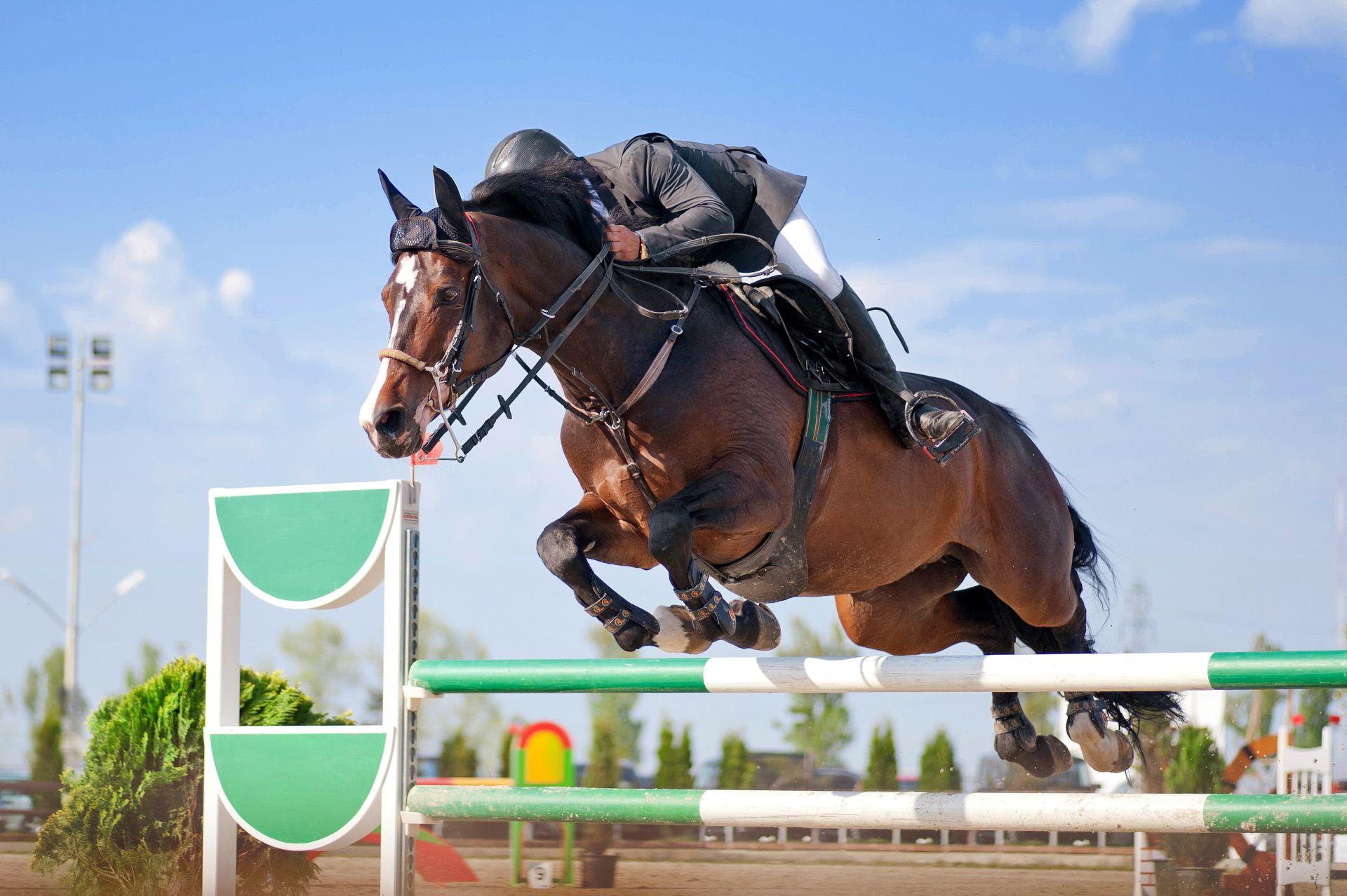 athletic horse and rider performing high showjump over green fence during competition scene, equitation horses for sale